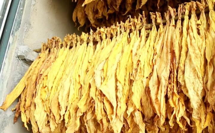 木屑顆粒燃料烘烤煙葉可以嗎？