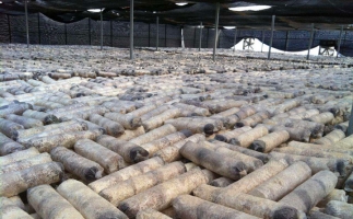 廢舊菌棒如何廢物利用？用鋸末顆粒機能增加收入