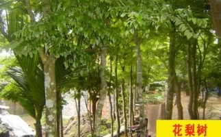 紅花梨下腳料千萬(wàn)別再丟了，都是寶啊